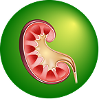 Batugin Information Icon