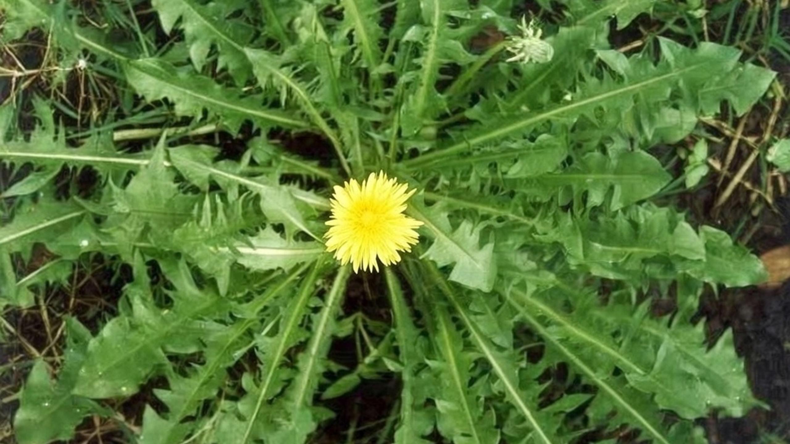 Rahasia Herbal Untuk Ginjal Yang Lebih Sehat